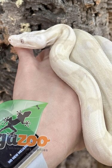 Magazoo Boa constricteur Moonglow (Albino, Anery, hypo) Femelle (01/07/2022)