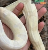 Magazoo Boa constricteur Moonglow (Albino, Anery, hypo) Femelle (01/07/2022)