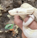 Magazoo Boa constricteur Moonglow (Albino, Anery, hypo) Femelle (01/07/2022)