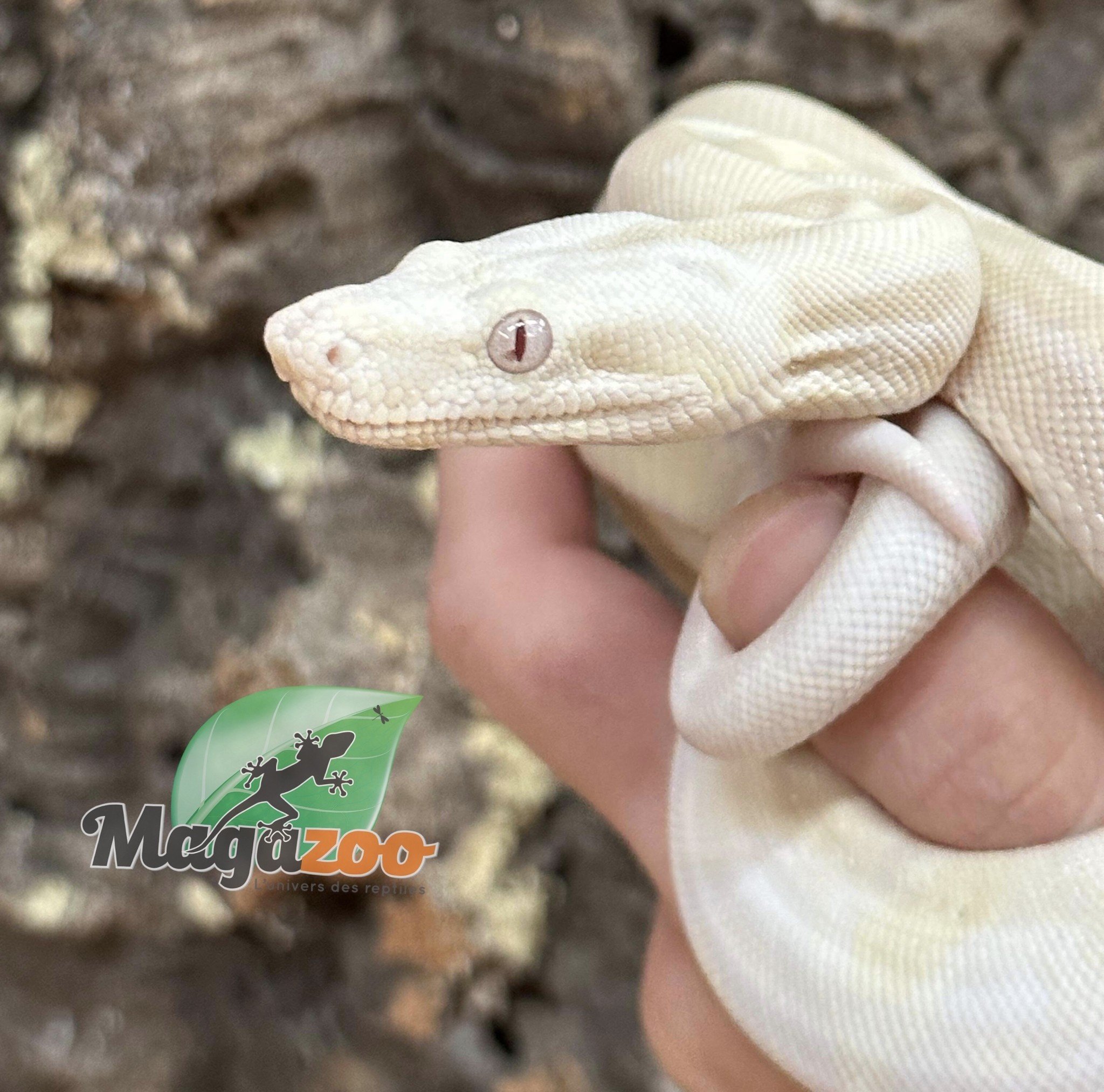 Magazoo Boa constrictorr Moonglow (Albino hypo) female born July 1, 2022