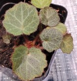 La Swamp Begonia Strawberry plant