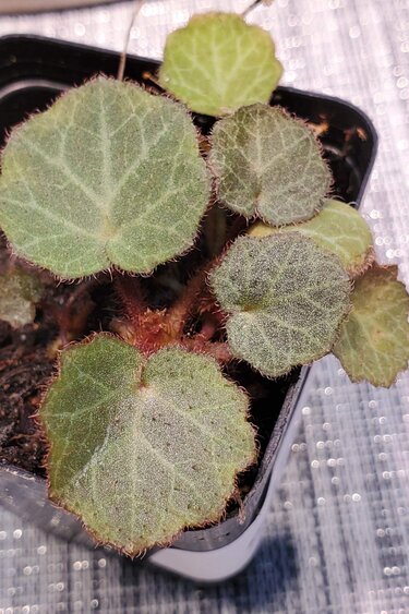 La Swamp Plante Bégonia Fraise