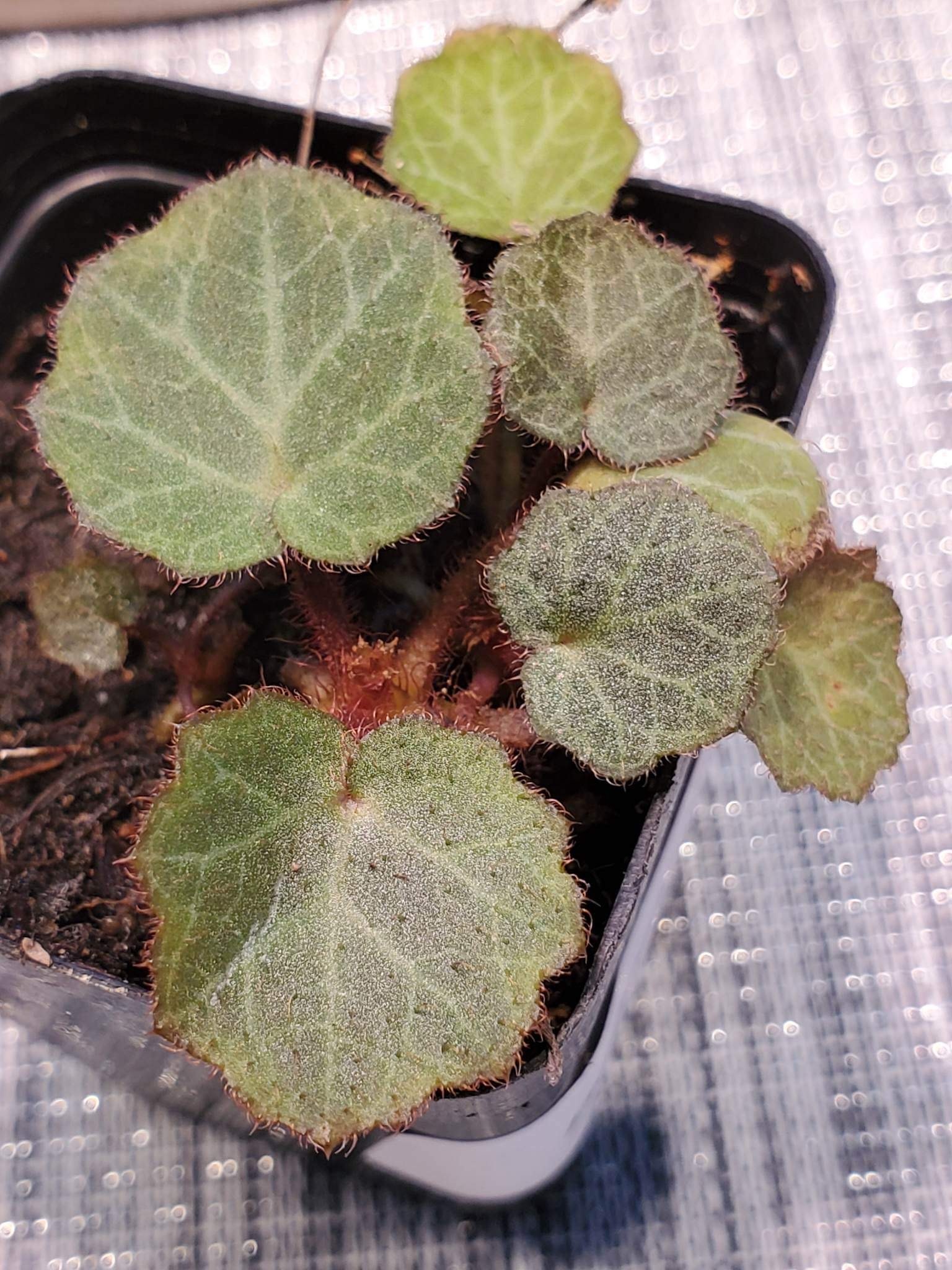 La Swamp Plante Bégonia Fraise