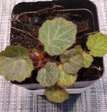La Swamp Begonia Strawberry plant