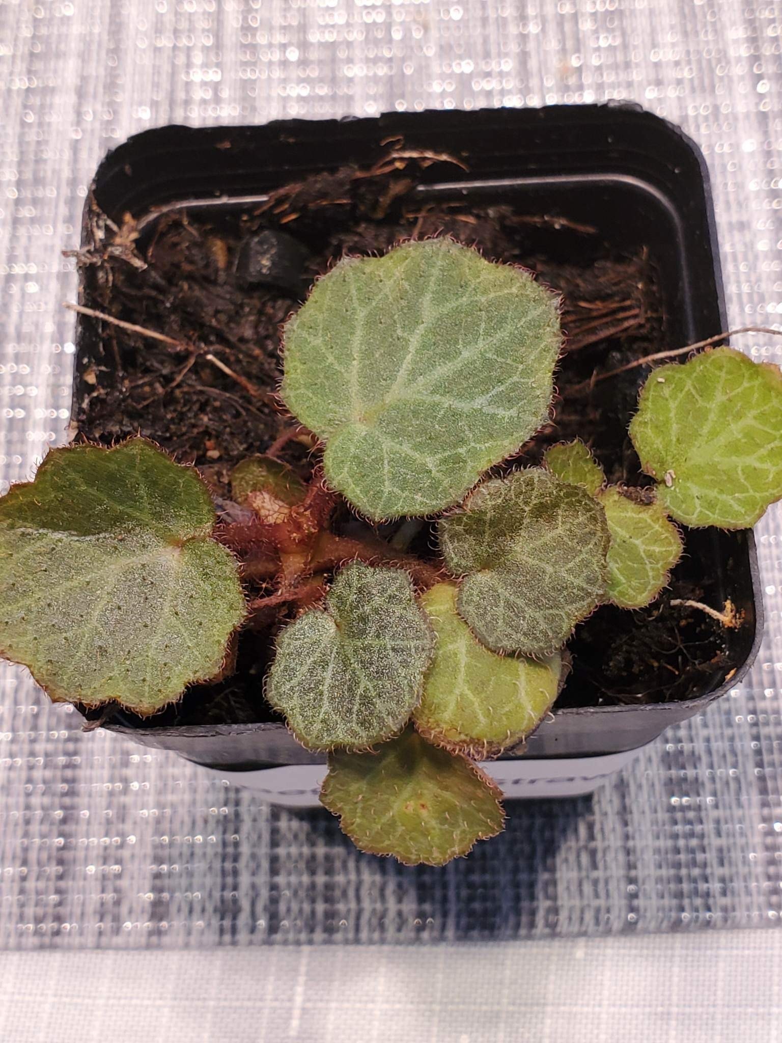 La Swamp Begonia Strawberry plant