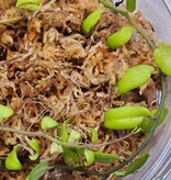 La Swamp Solanum Evolvulifolium Plant Green