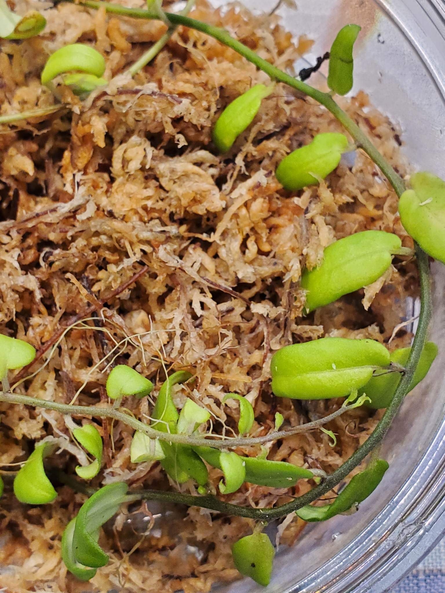 La Swamp Solanum Evolvulifolium Plant Green