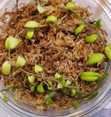La Swamp Solanum Evolvulifolium Plant Green