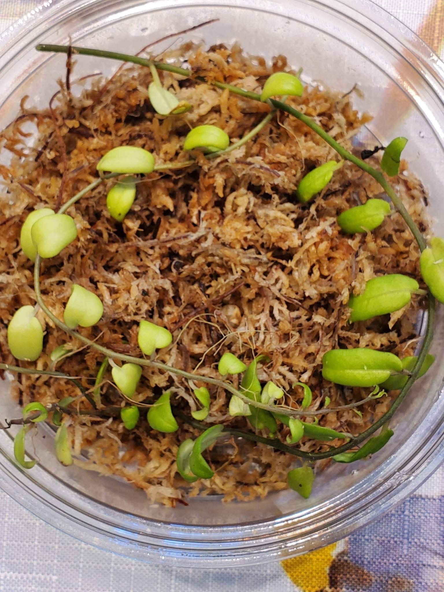 La Swamp Solanum Evolvulifolium Plant Green