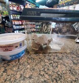 Magazoo Condo à Grillon nourriture et eau inclus (Petit)