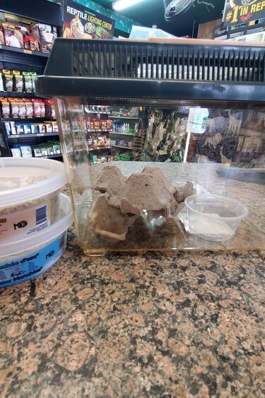 Magazoo Condo à Grillon nourriture et eau inclus (Petit)