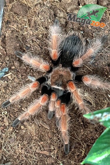 Magazoo Mexican fire leg tarantula (3'') /Brachypelma boehmei