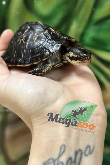 Magazoo Florida box turtle baby