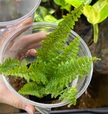La Swamp Nephrolepsis fern plant