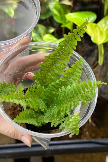 La Swamp Nephrolepsis fern plant