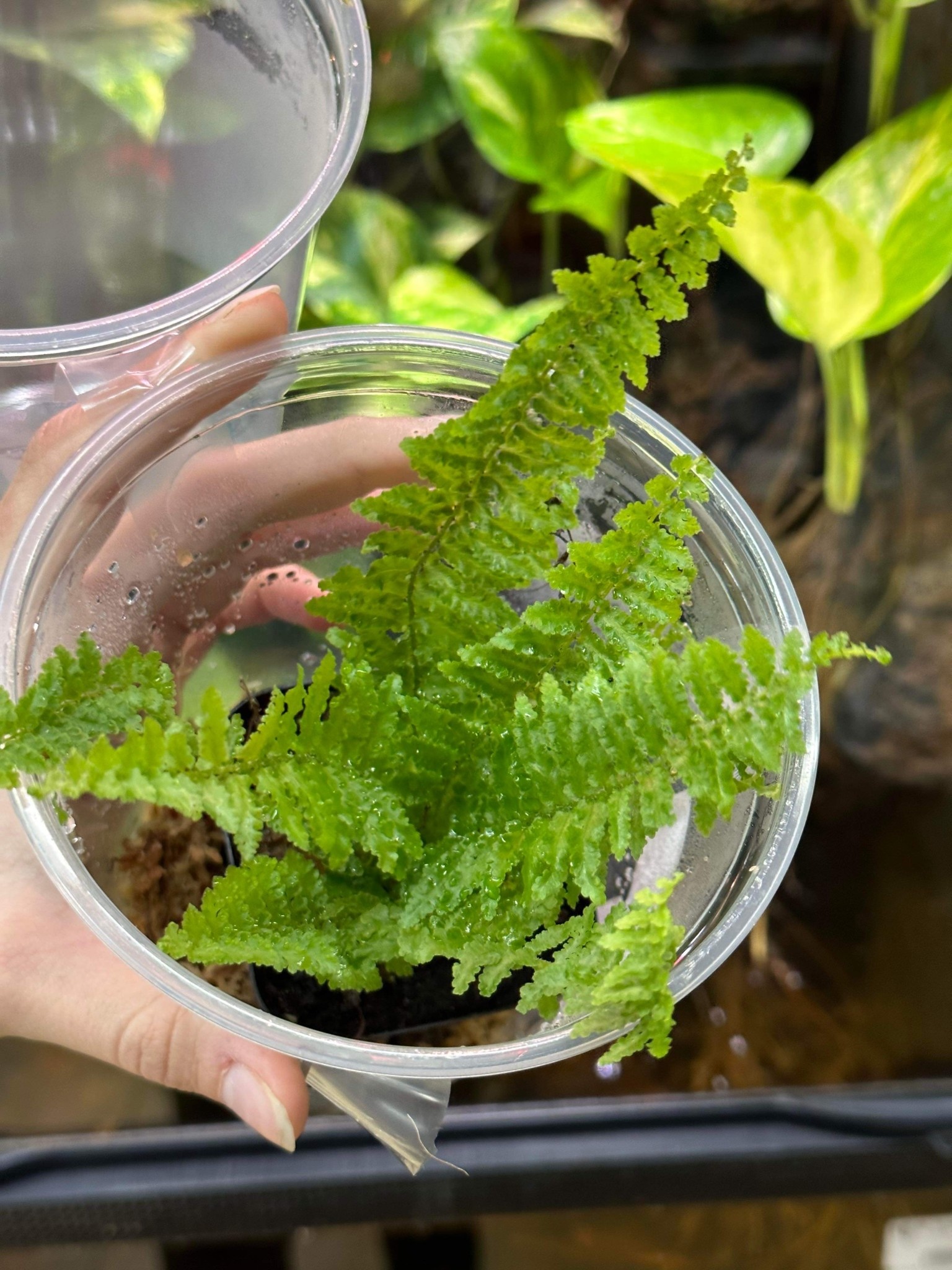 La Swamp Nephrolepsis fern plant