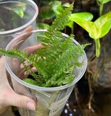 La Swamp Plante Fougère nephrolepis