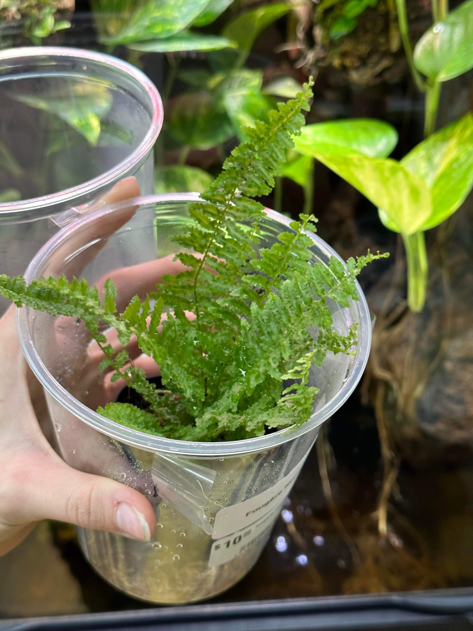 La Swamp Plante Fougère nephrolepis