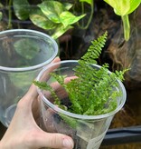 La Swamp Nephrolepsis fern plant
