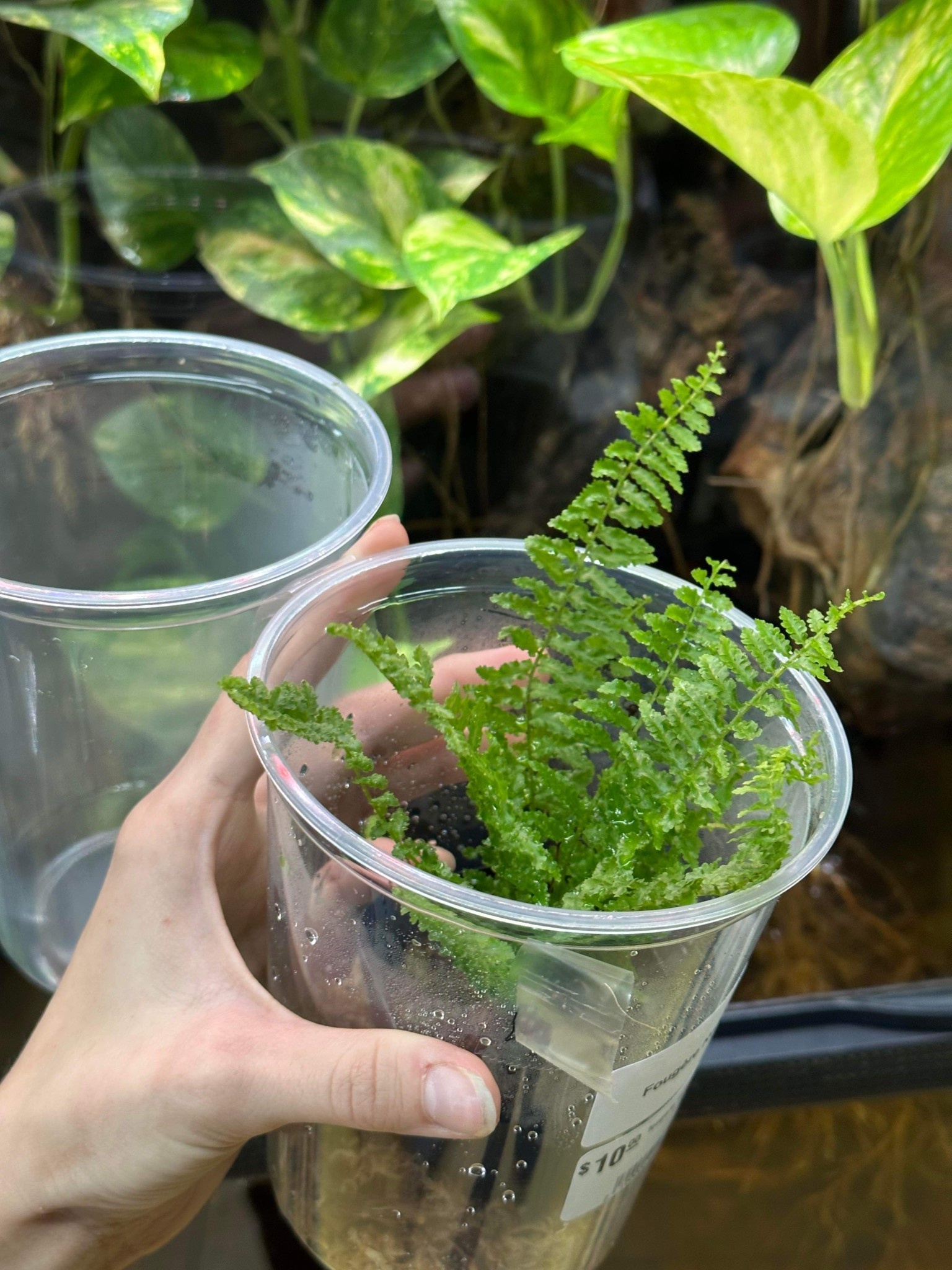 La Swamp Nephrolepsis fern plant