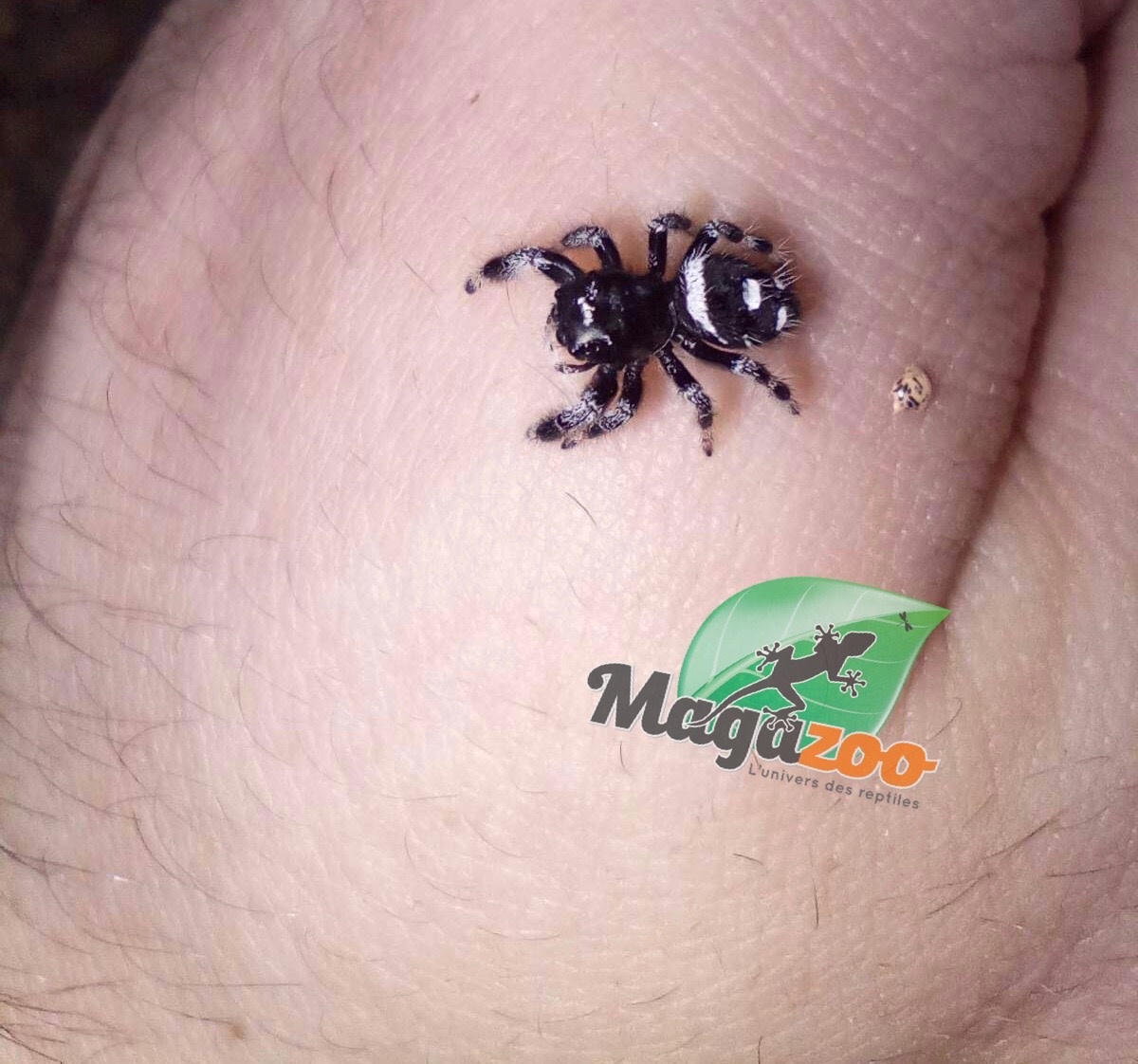 Magazoo Araignée sauteuse / Phiddipus regius