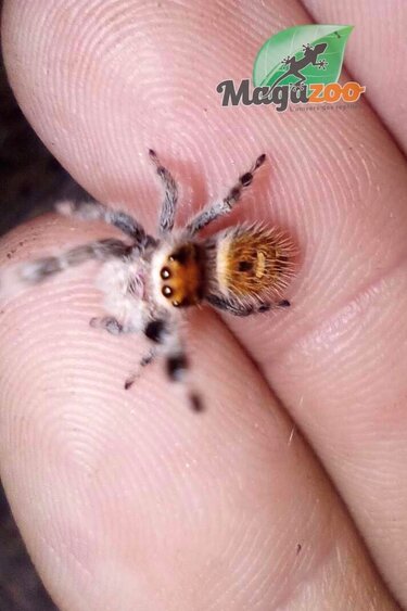 Magazoo Jumping spider / Phiddipus regius
