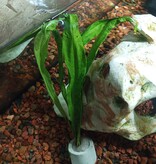 Magazoo Microsorum pteropus plant