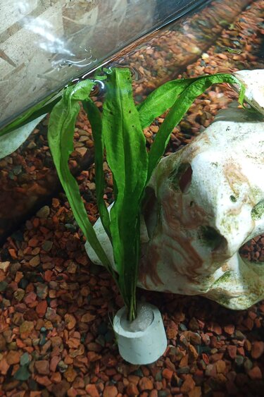 Magazoo Plante Microsorum pteropus