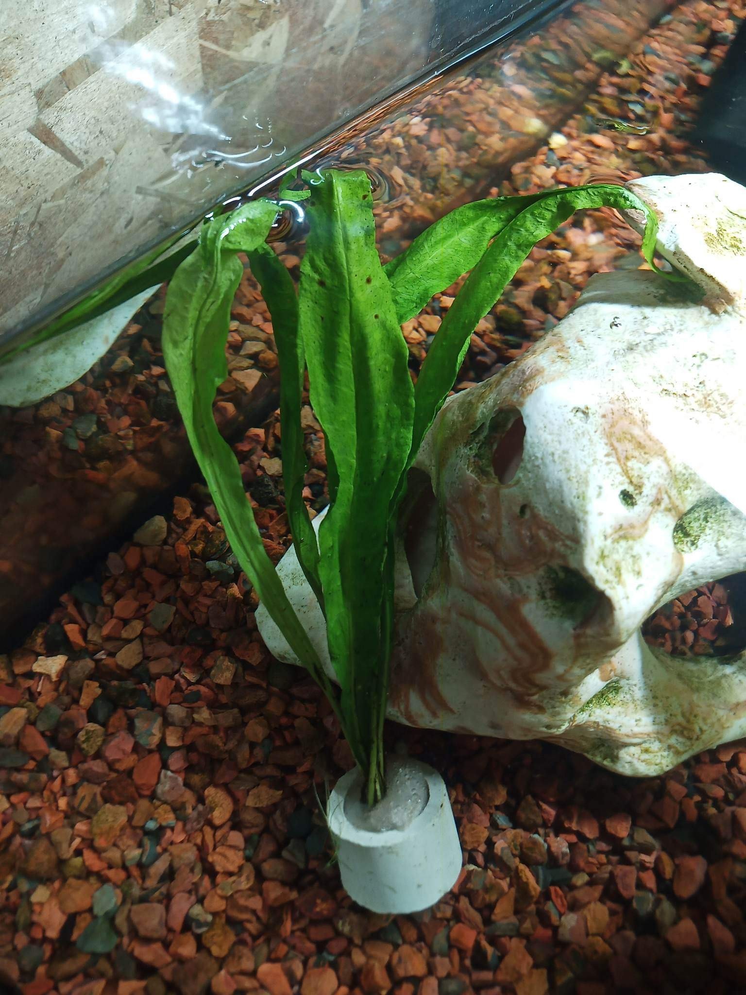 Magazoo Plante Microsorum pteropus