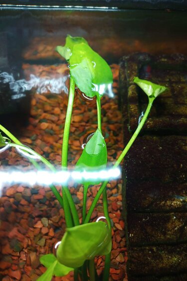 Magazoo Cryptocoryne Lucens aquatic plant