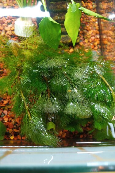 Magazoo Cabomba Aquatica Plant