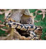 Galapagos GALAPAGOS GA-05550 Cachette bûche creuse 6-8"