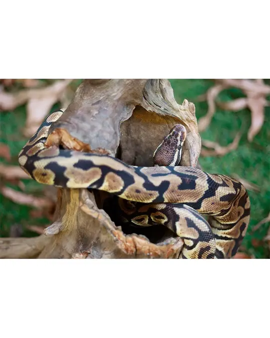 Galapagos GALAPAGOS GA-05550 Cachette bûche creuse 6-8"