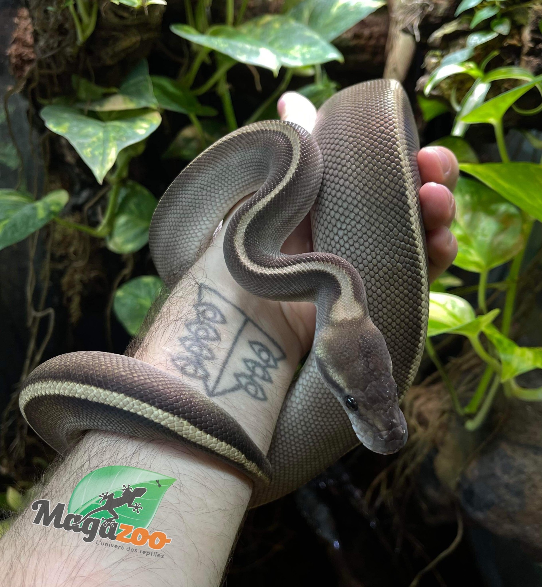 Magazoo Python royal Black Pastel GHI Mojave Femelle 10 mois