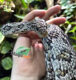 Magazoo Corn snake Anery Adult male / 2nd chance adoption