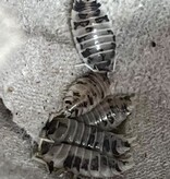 Magazoo Culture  de Cloporte  Isopod Dairy Cow 30 pack