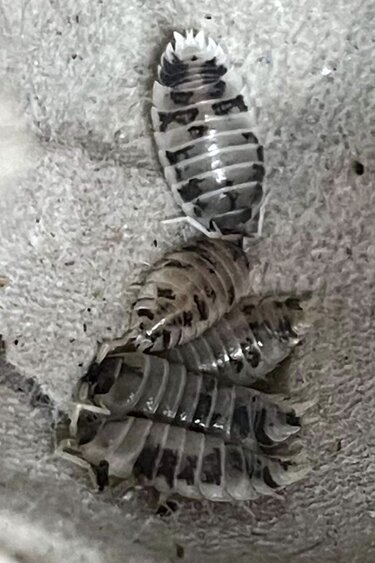 Magazoo Woodhouse Culture Isopod Dairy Cow 30 pack