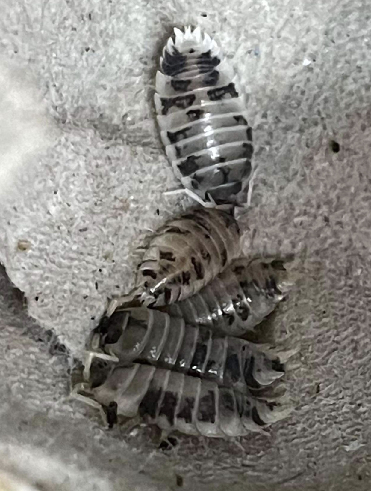 Magazoo Woodhouse Culture Isopod Dairy Cow 30 pack