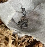 Magazoo Woodhouse Culture Isopod Dairy Cow 30 pack