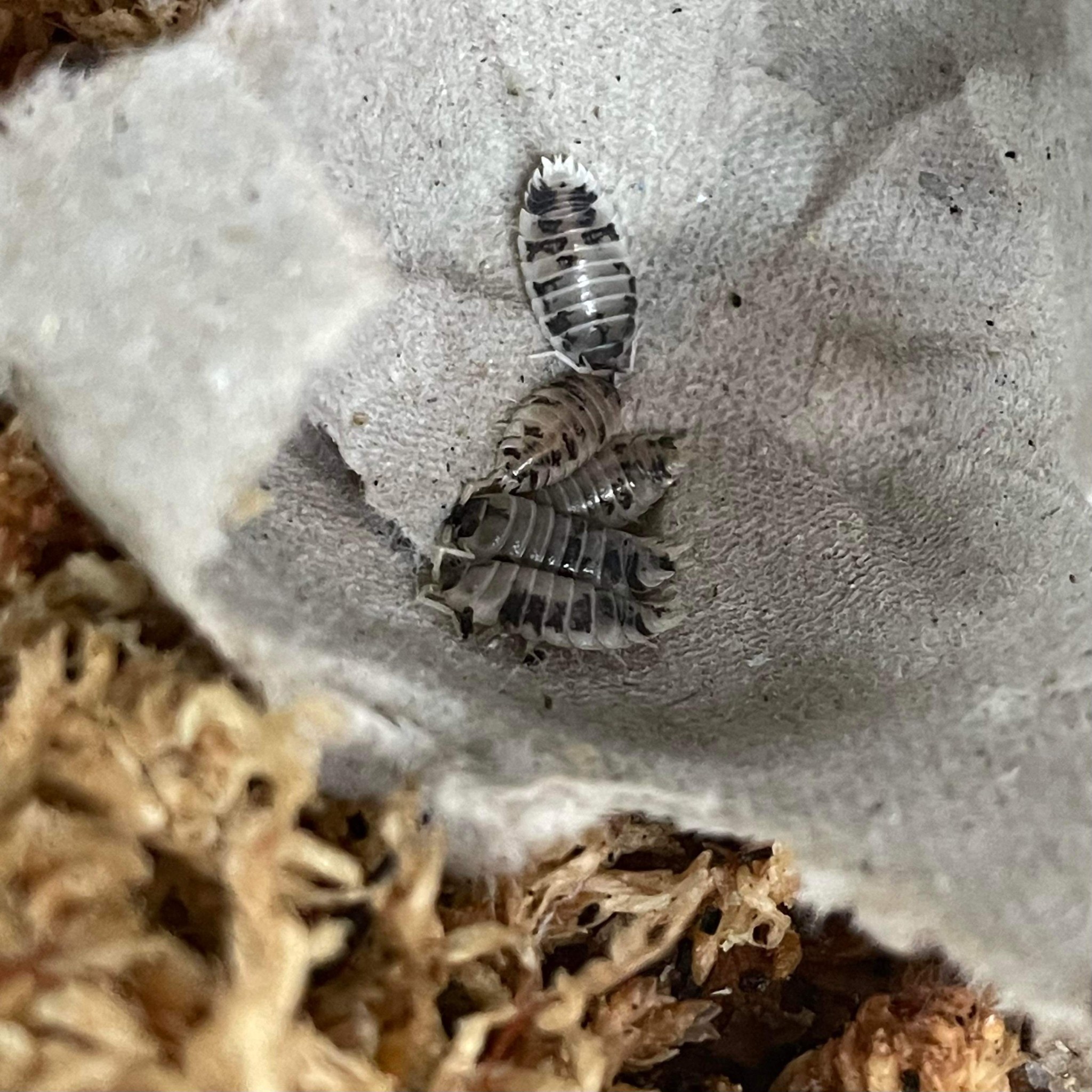 Magazoo Woodhouse Culture Isopod Dairy Cow 30 pack