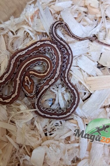 Magazoo Male Corn snake Tessera Classic #2