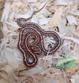 Magazoo Serpent des blés Tessera Classique Mâle #2