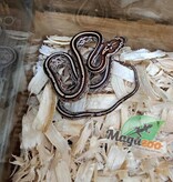 Magazoo Serpent des blés Tessera Classique Mâle #1