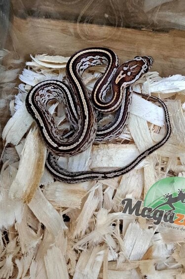 Magazoo Male Corn snake Tessera Classic #1