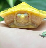 Magazoo Red-eared slider turtle baby albino