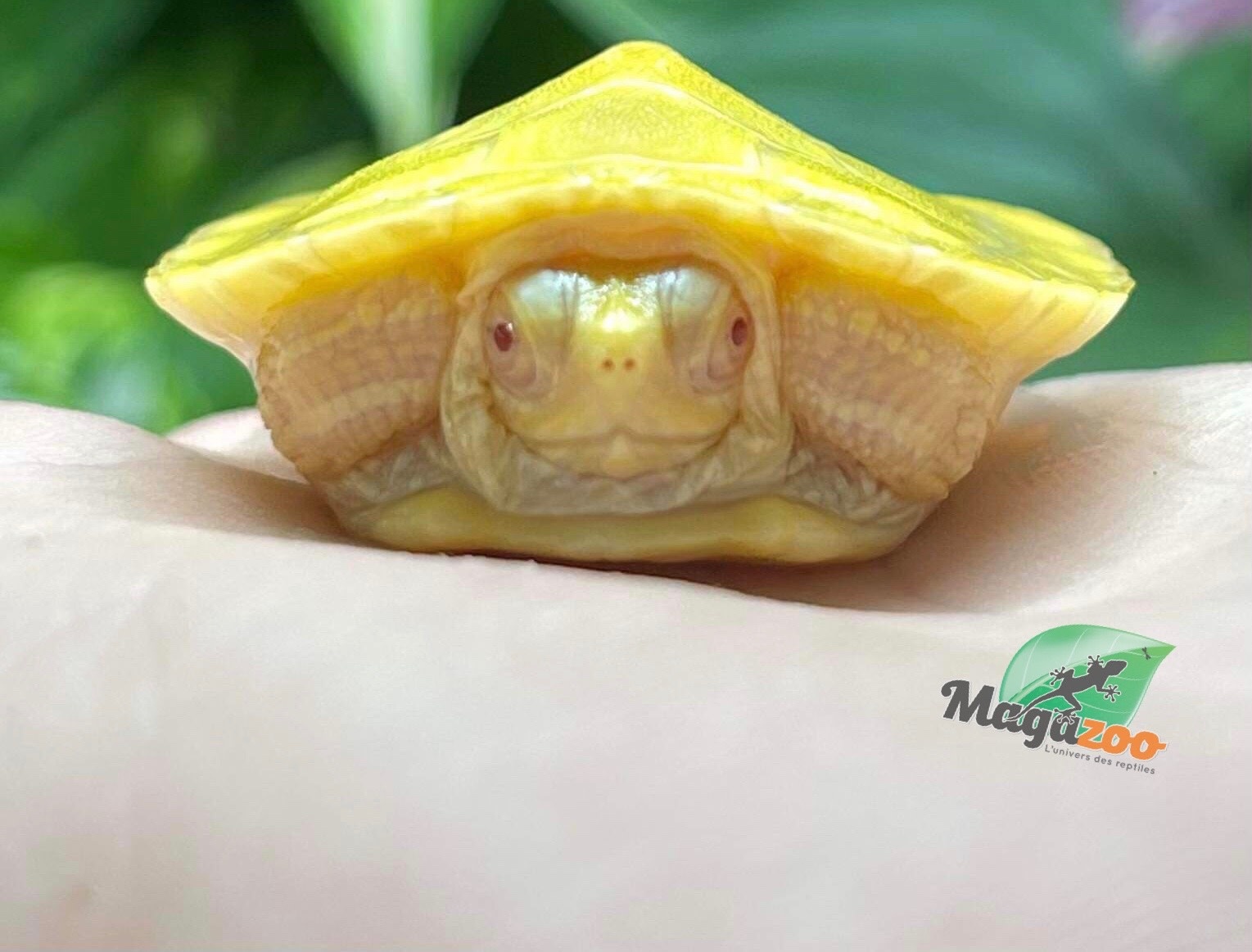 Magazoo Red-eared slider turtle baby albino
