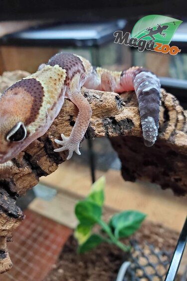 Magazoo Fat-tailed Gecko het. Amel (poss. het. Zulu)