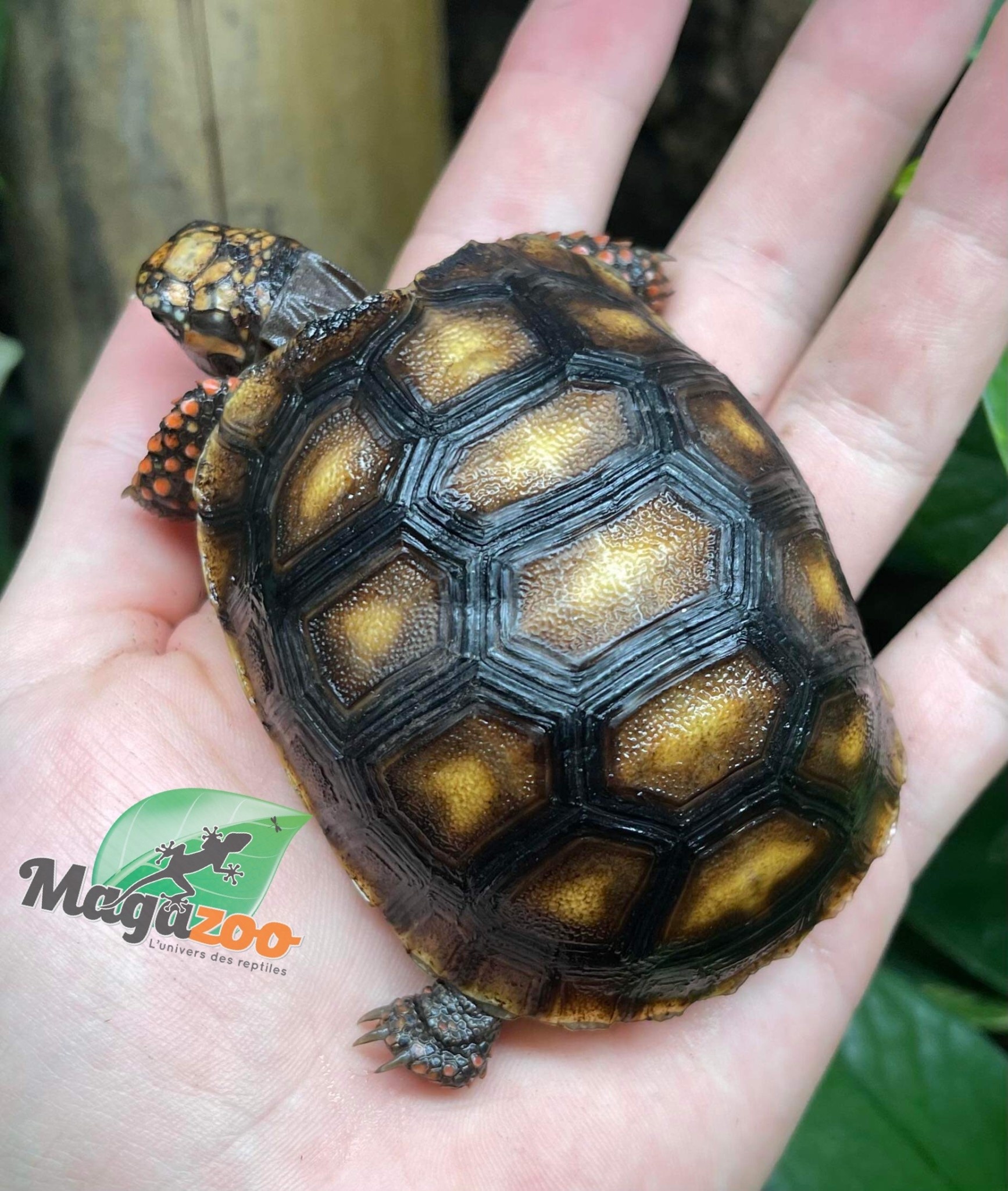 Nourriture tortue aquatique - Magazoo, l'Univers des Reptiles