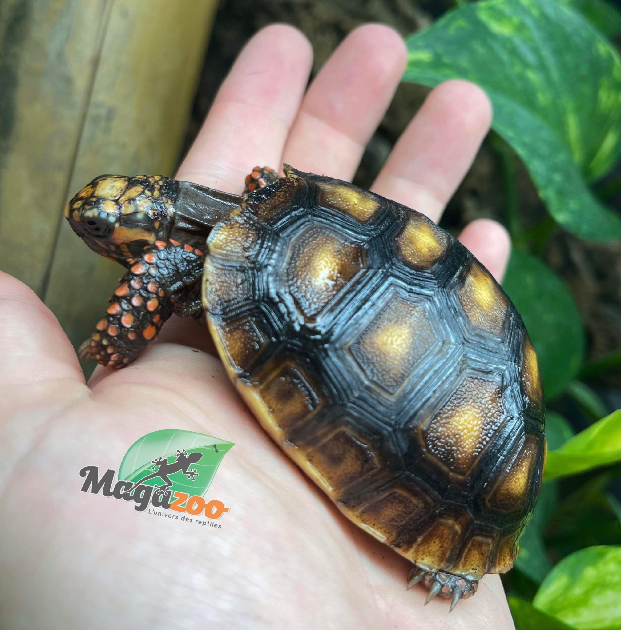 Nourriture tortue aquatique - Magazoo, l'Univers des Reptiles