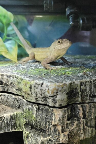 Magazoo Anolis Brun Mâle adulte né en captivité